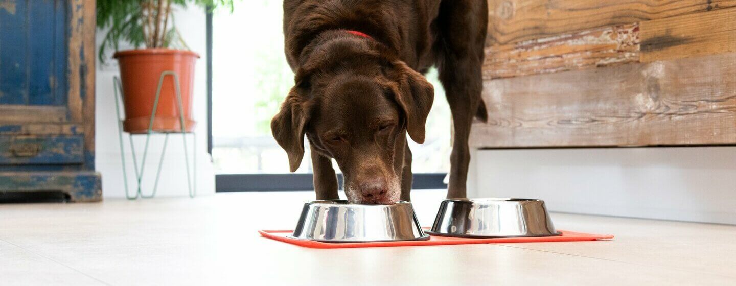 Dog Won T Eat Out Of Bowl Anymore - DIY